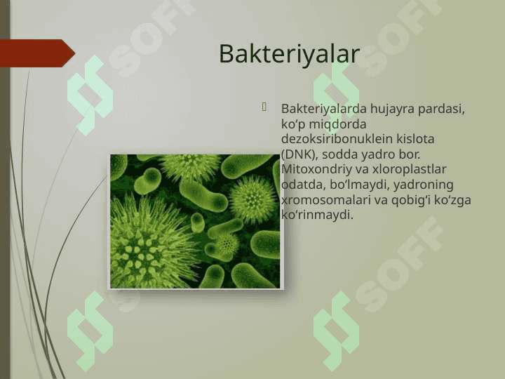 Bakteriyalar 3