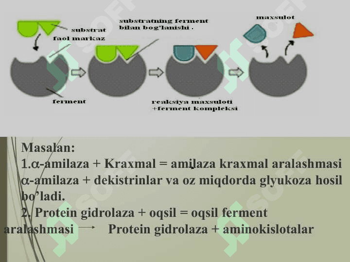 MIKROORGANIZMLARDAN FERMENT PREPARATLARINI AJRATIB OLISH USULLARI. TOZALANMAGAN, KOMPLEKS FERMENT PREPARATLARINING OLINISHI (2) 5