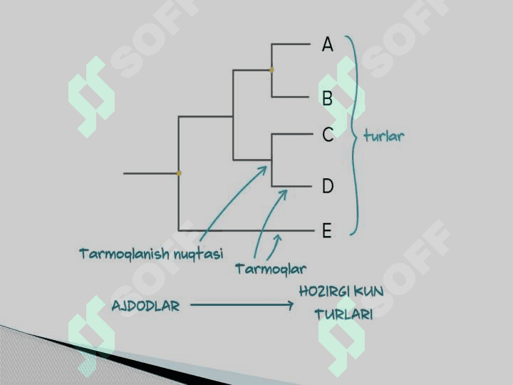 Molekulyar filogenetika. Zamonaviy bioinformatsion dasturlar (ClustalW2, T,Coffee va boshqalar 7