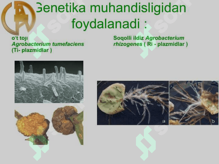 O'simliklar genetik muhandisligi 4