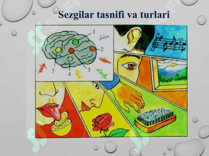 SEZGI VA IDROK PSIXIK JARAYONLARNING BOSHLANGICH XOLATI EKANLIGI.pptx 5