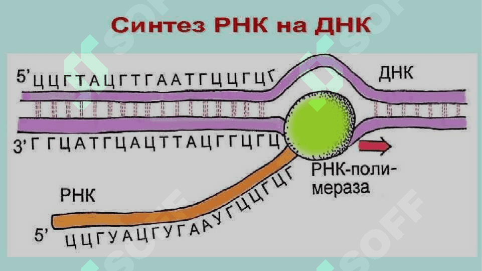 RNK turlari va uning oqsil biosintezidagi roli 3