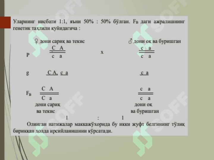 Аллел ва ноаллел генлар 7