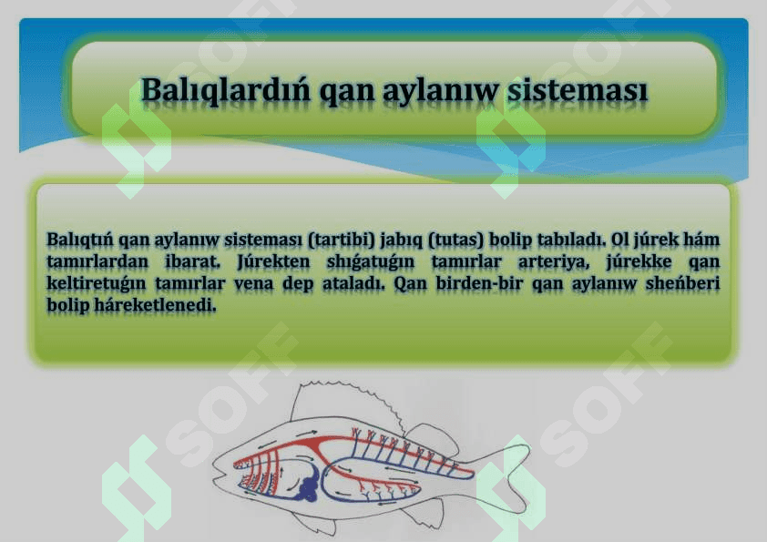 Balıqlardıń qan aylanıw sisteması.pdf 2