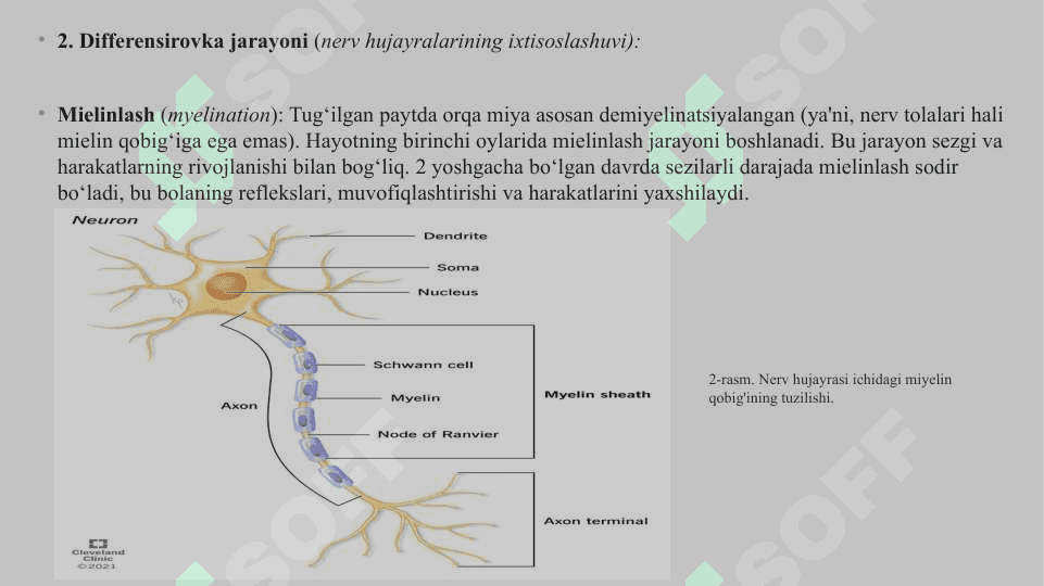 Bolalarda tug'ilgandan keyin orqa miyaning o'sishi va differensirovkasi 3