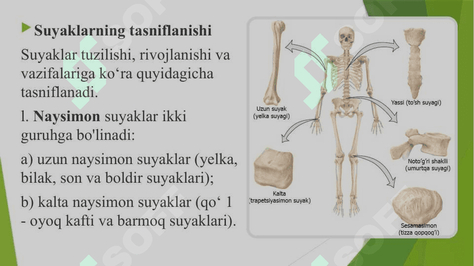 Suyak o'sishida turmush tarzining va tashqi omillarning ta’siri. 3