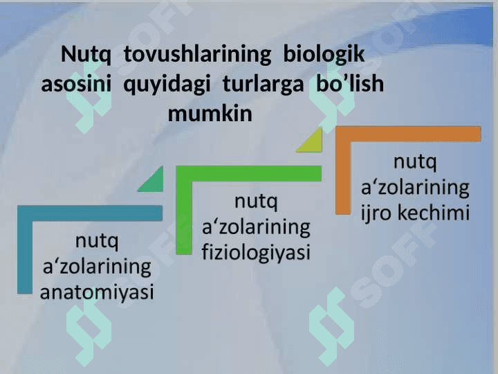 NUTQ  ORGANLARI 4