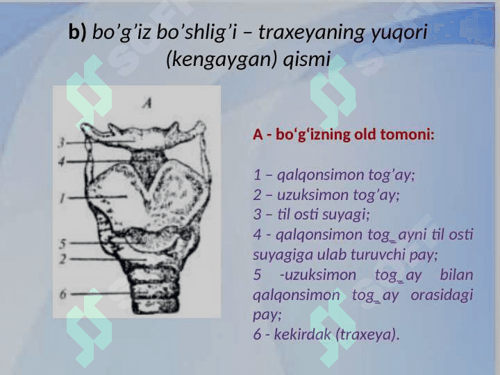 NUTQ  ORGANLARI 8