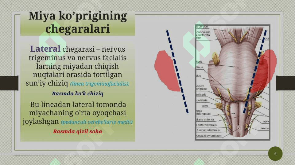 Miya ko’prigi va miyacha 6