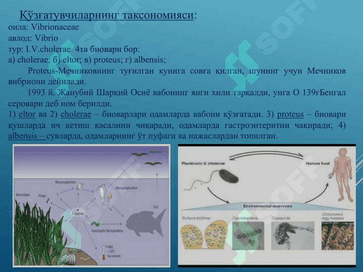 Vabo kasalligining qo’zg’atuvchisi 6