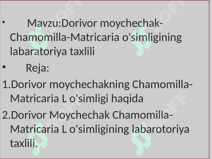 Dorivor moychechak-Chamomilla-Matricaria o'simligining labaratoriya taxlili 2