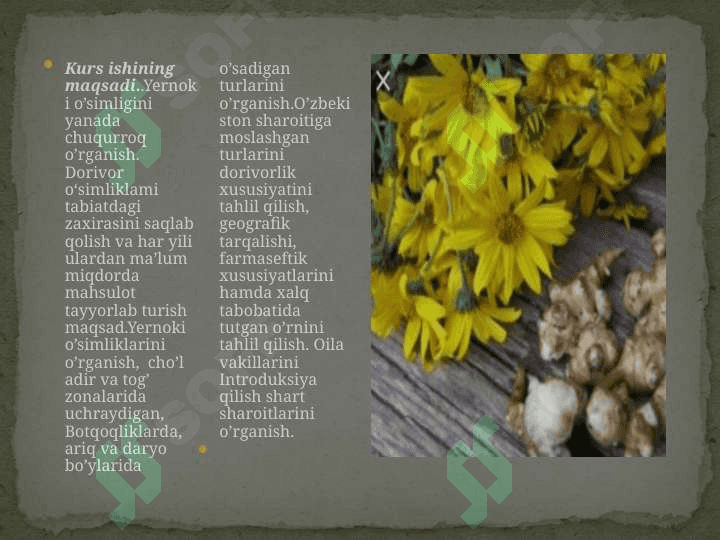 Yer noki (Topinambur)-Helianthus tuberasus tugaganligi o`simligining labaratoriya tahlili 2
