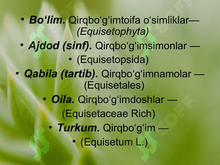 QIRQBO’G’IMTOIFA O’SIMLIKLAR EQUISETOPHYTA 3
