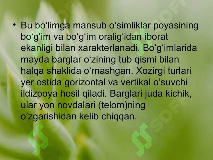 QIRQBO’G’IMTOIFA O’SIMLIKLAR EQUISETOPHYTA 4