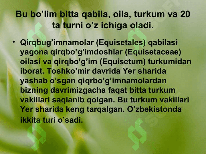 QIRQBO’G’IMTOIFA O’SIMLIKLAR EQUISETOPHYTA 6
