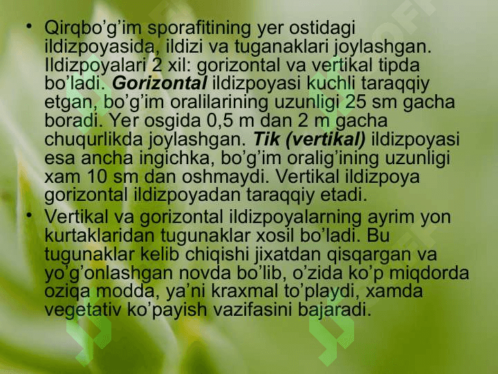 QIRQBO’G’IMTOIFA O’SIMLIKLAR EQUISETOPHYTA 7