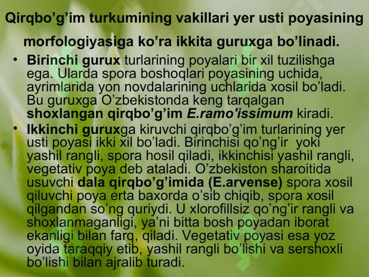 QIRQBO’G’IMTOIFA O’SIMLIKLAR EQUISETOPHYTA 8