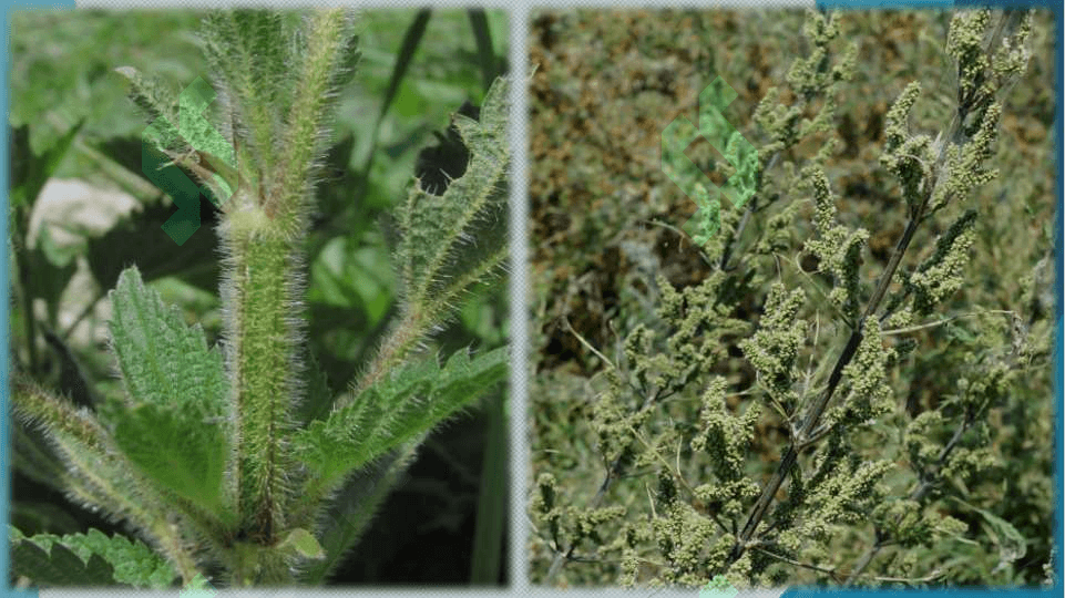 Gazandadoshlar (Urticaceae) oilasi 6