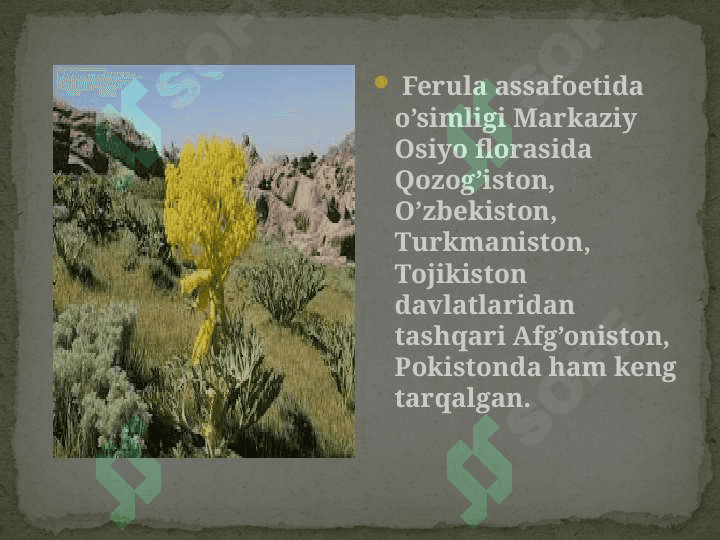 Sassiq kovrak – Ferulla foetida (bunge) regel o’simligi urug’lari laboratoriya tahlili 6