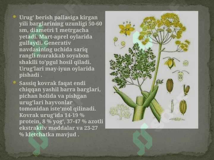 Sassiq kovrak – Ferulla foetida (bunge) regel o’simligi urug’lari laboratoriya tahlili 8