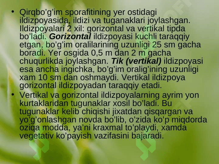QIRQBO’G’IMTOIFA O’SIMLIKLAR (EQUISETOPHYTA) 7