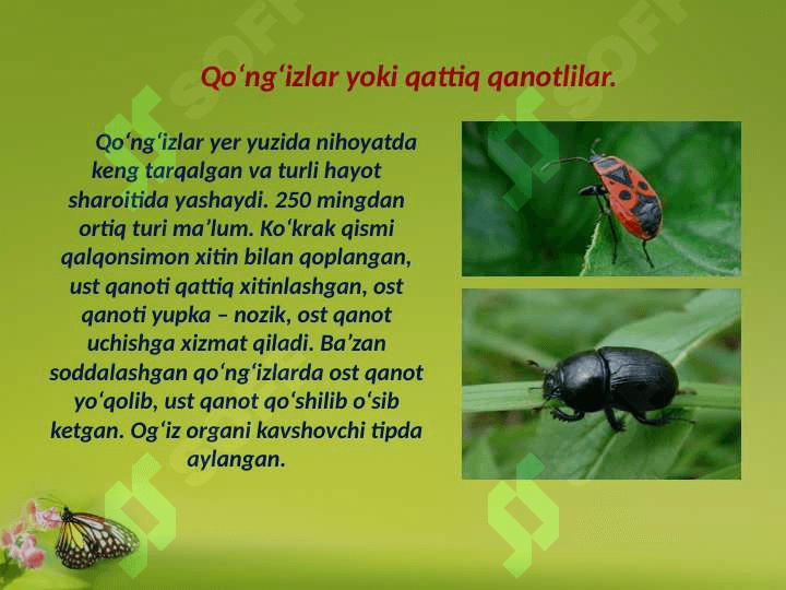 Entomologiya faning rivojlanish tarixi, hasharotlar evoluyutsiyasini tahlil etish 4