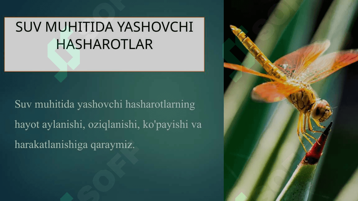 Suv muhitida yashovchi hasharotlar 2