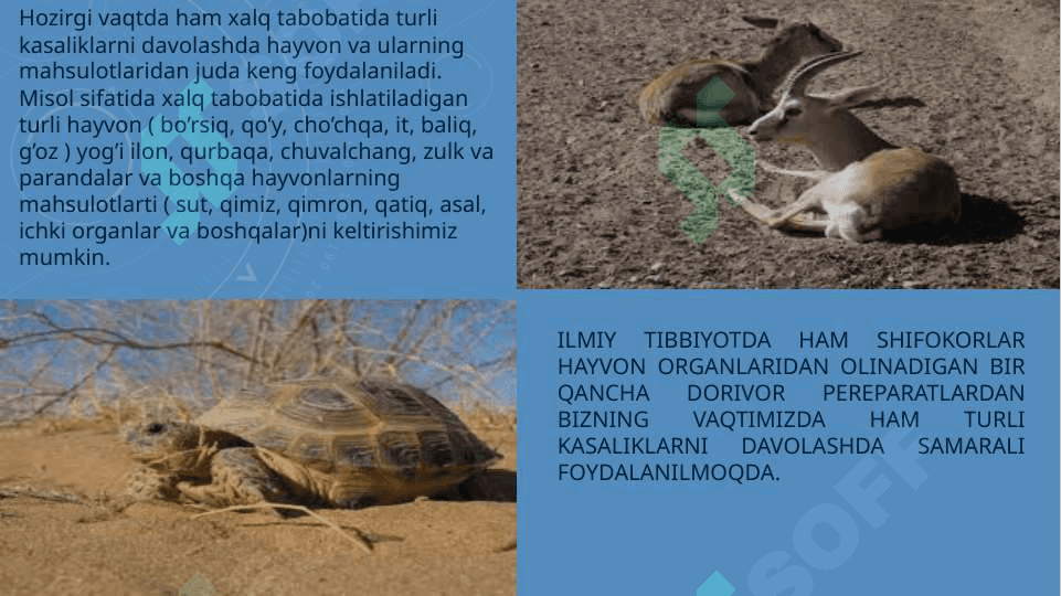 Hayvonlardan olinadigan dorivor maxsulotlar 5