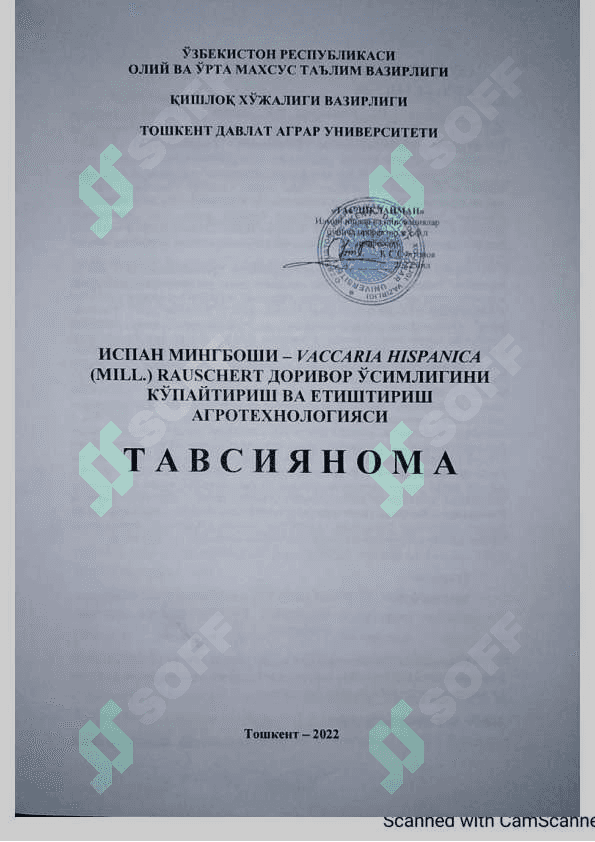 Испан мингбоши Vaccaria hispanica Mill Rauschert доривор ўсимлигини 2