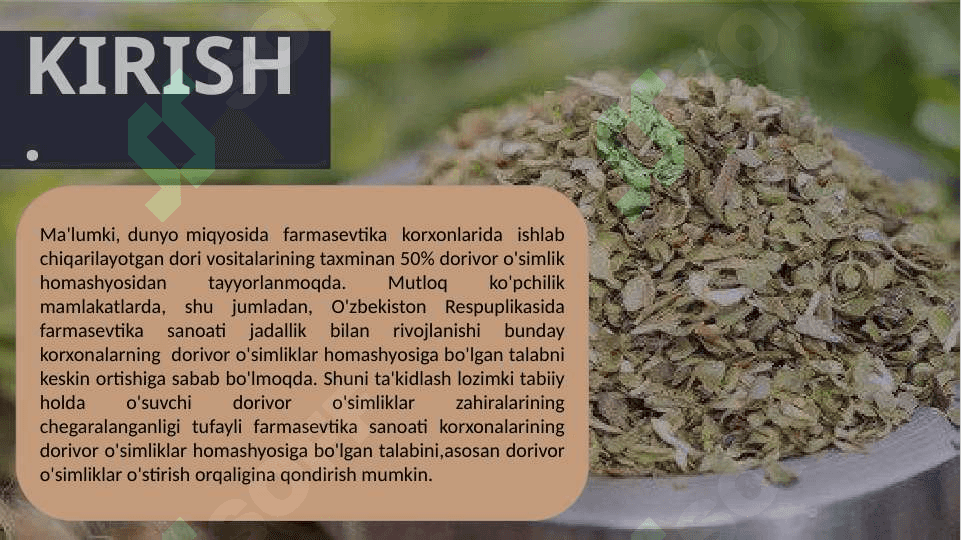 Oddiy tog’rayhon – (Origanum vulgare L) dorivor o’simligining xom ashyosini tabiiy quritish usullari 2