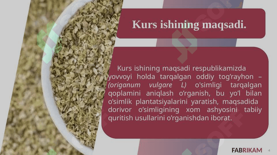 Oddiy tog’rayhon – (Origanum vulgare L) dorivor o’simligining xom ashyosini tabiiy quritish usullari 4