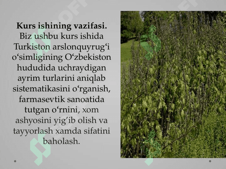 Arslonquloq (Leonurus L.) xom ashyosini yig’ib olish va tayyorlash xamda sifatini baholash 4
