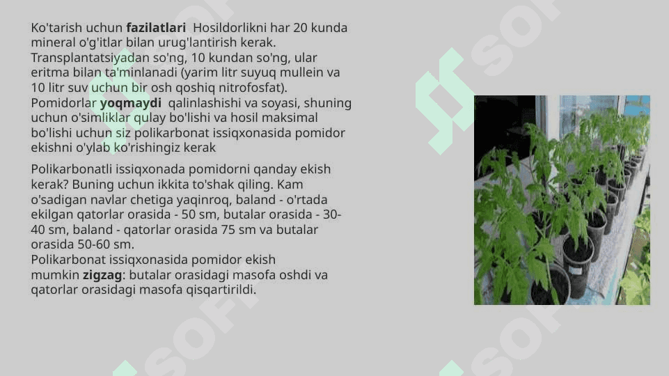 Issiqxonalarda ko’chatlarni parvarishlash agrotexnikasi. Issiqxona haroratini meyorlashtirish tartibi 7