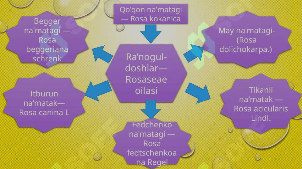 Namatak turlari va dorivorlik xususiyatlari 3