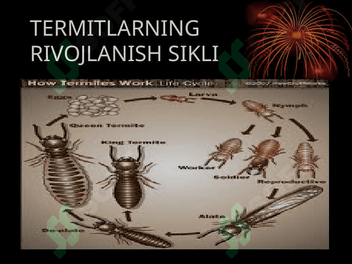 Termitlar va ularning biologik va ekologik xususiyatlari 8