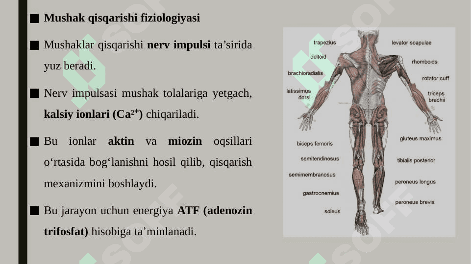 Mushaklar fiziologiyasi 4