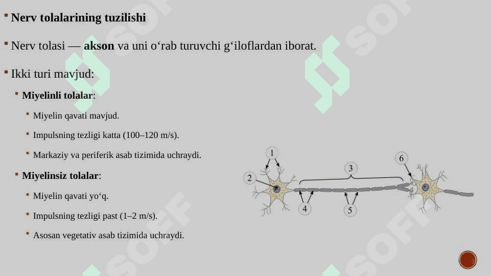 Neyron va nerv tolalari fiziologiyasi 4