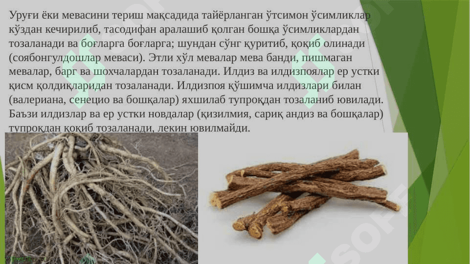 ДОРИВОР ЎСИМЛИКЛАР ХОМ АШЁСИНИ ҚУРИТИШ УСУЛЛАРИ 5
