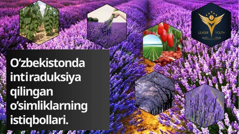 O’zbekistonda intraduksiya qilingan  o’simliklarning istiqbollari.