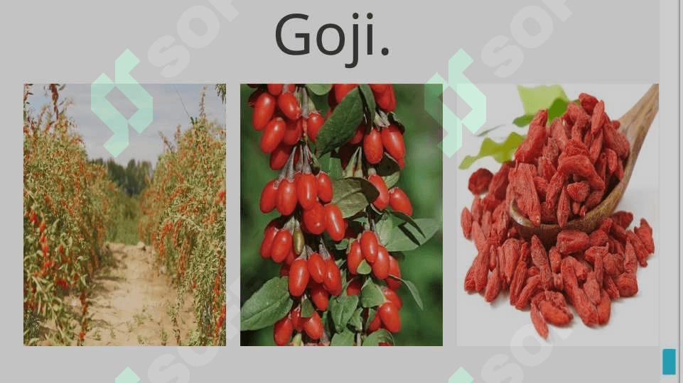 O’zbekistonda intraduksiya qilingan  o’simliklarning istiqbollari. 4