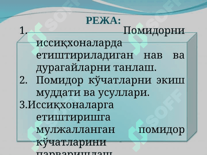 Иссиқхоналарда помидор ўсимлигини парваришлаш технологияси 2