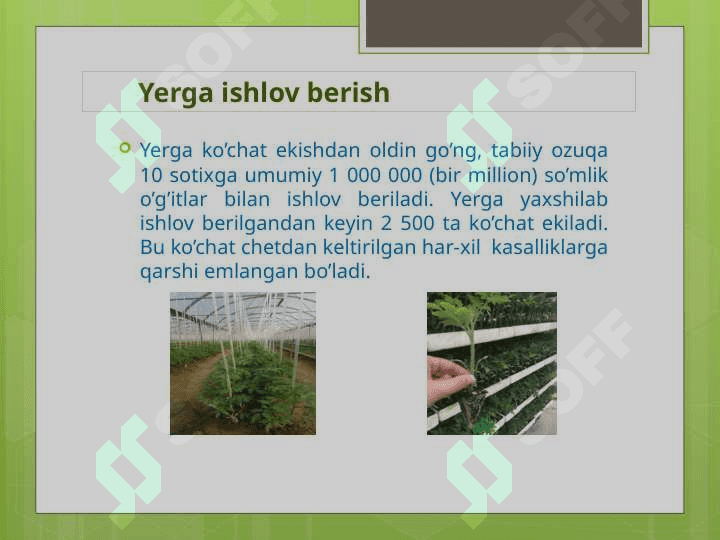 Issiqxona xo'jaligida uzluksiz qishloq xo'jalik mahsulotlarini yetishtirish 8
