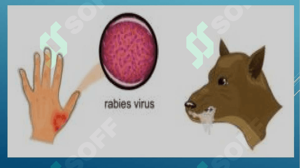 Quturish kasalligiga laboratoriyada diagnoz qo‘yish 3