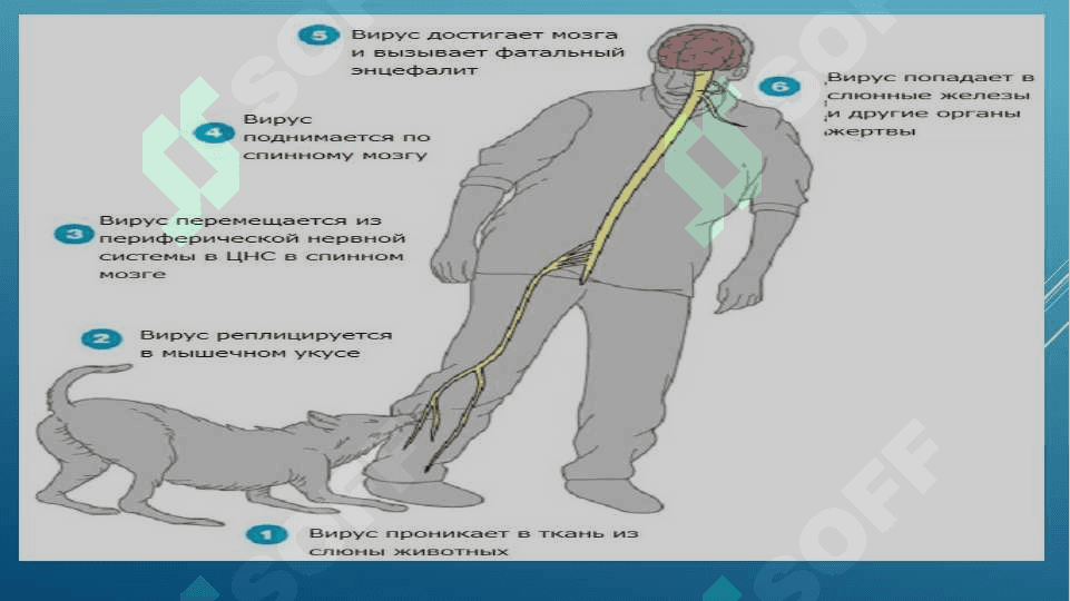 Quturish kasalligiga laboratoriyada diagnoz qo‘yish 6