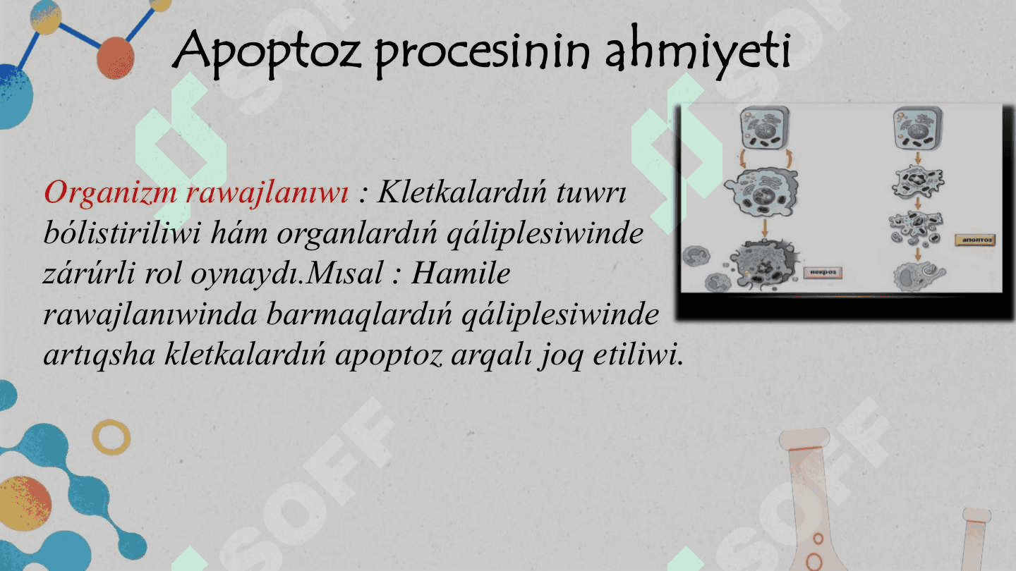 Adamlarda apoptoz processiniń ahmiyeti 4