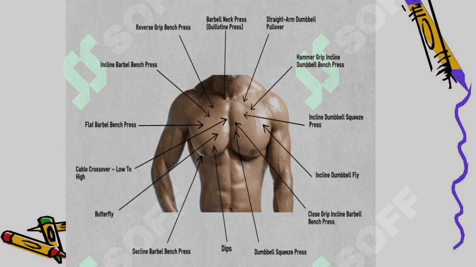 THE chest (ko'krak qafasi) 2