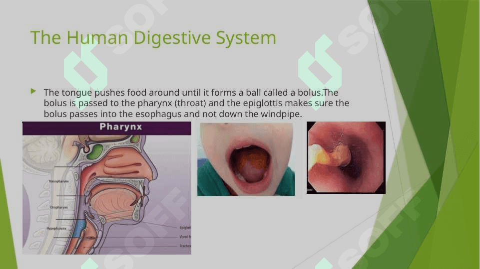 The digestive system and process of digestion and absorption 8