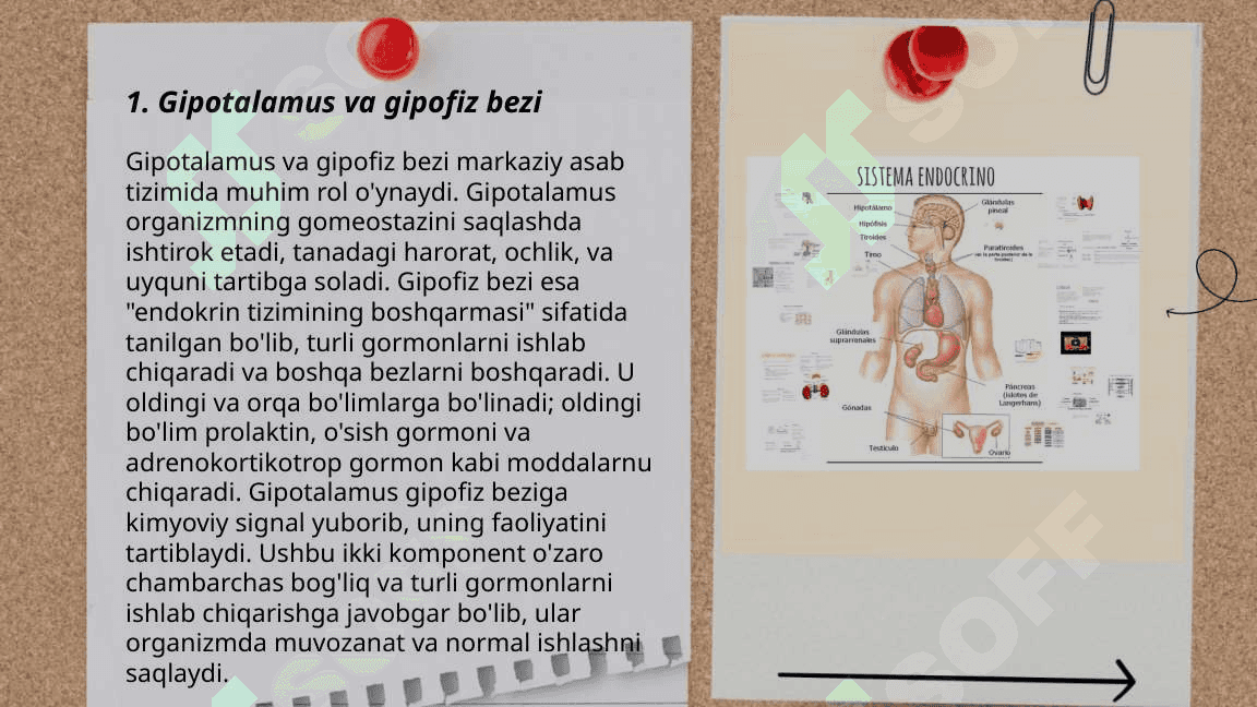 Endokrin sistema 3