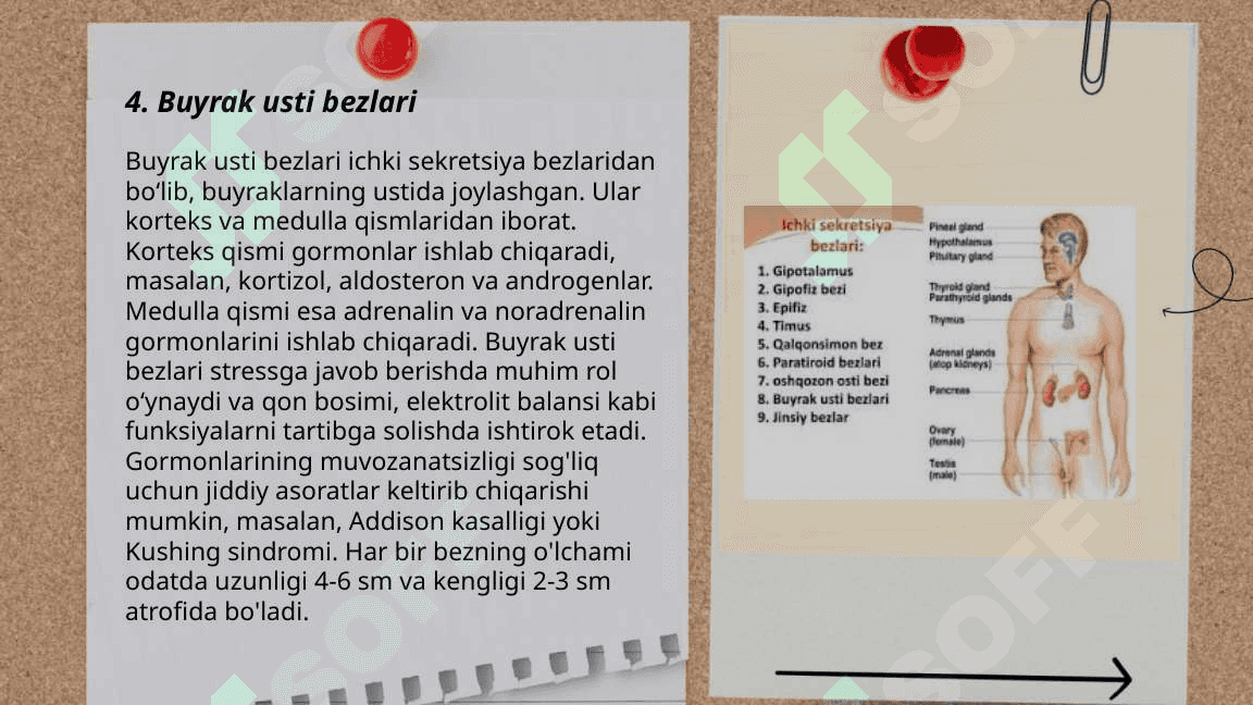 Endokrin sistema 6