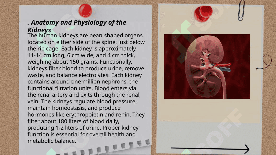 Kidney 3
